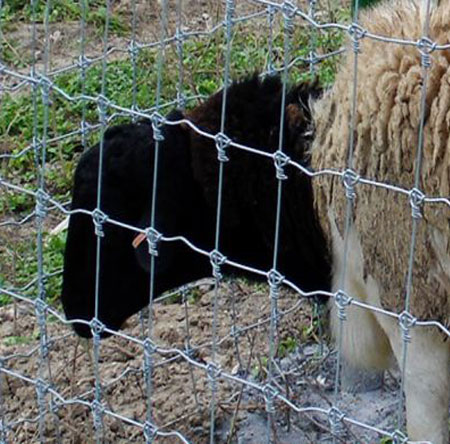 Farm Fence / Field Fence