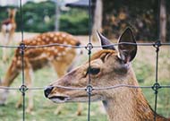 deer fence