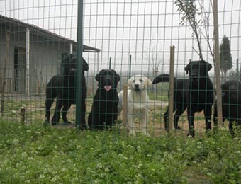 Introduction and installation of Field fence