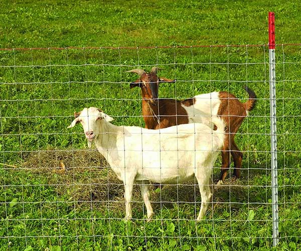 Farm fence, the Introduction of Farm fence