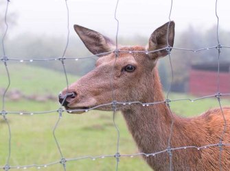 Why Do Farms Use Wire Mesh Fence Instead of Solid Walls?